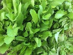 पालूगो साग